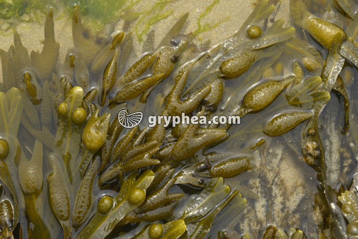 Fucus vésiculeux - organes reproducteurs femelle à maturité  - gryphea.org